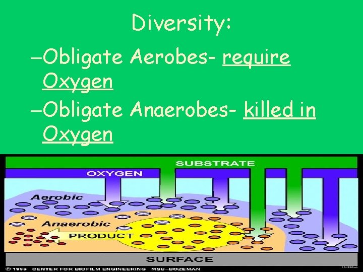 Diversity: –Obligate Aerobes- require Oxygen –Obligate Anaerobes- killed in Oxygen 