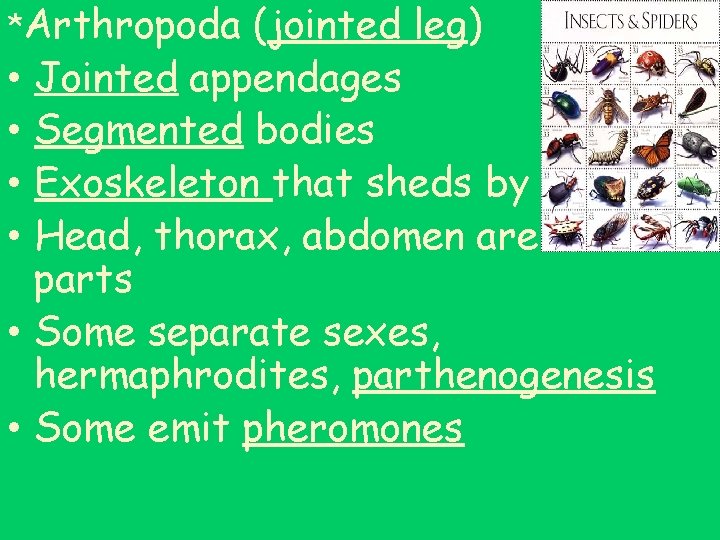 *Arthropoda • • • (jointed leg) Jointed appendages Segmented bodies Exoskeleton that sheds by