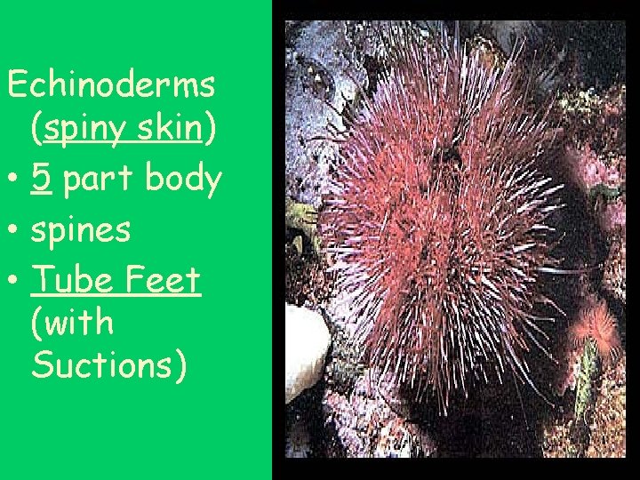 Echinoderms (spiny skin) • 5 part body • spines • Tube Feet (with Suctions)