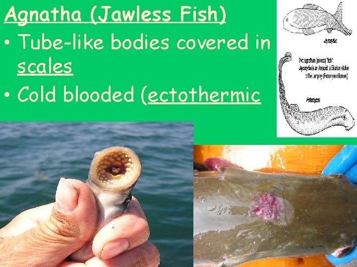 Agnatha (Jawless Fish) • Tube-like bodies covered in scales • Cold blooded (ectothermic 