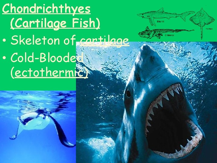 Chondrichthyes (Cartilage Fish) • Skeleton of cartilage • Cold-Blooded (ectothermic) 