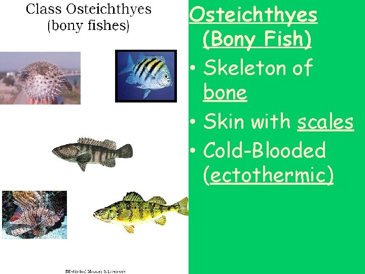 Osteichthyes (Bony Fish) • Skeleton of bone • Skin with scales • Cold-Blooded (ectothermic)