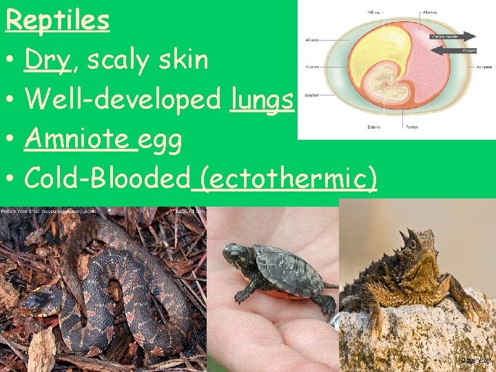 Reptiles • Dry, scaly skin • Well-developed lungs • Amniote egg • Cold-Blooded (ectothermic)