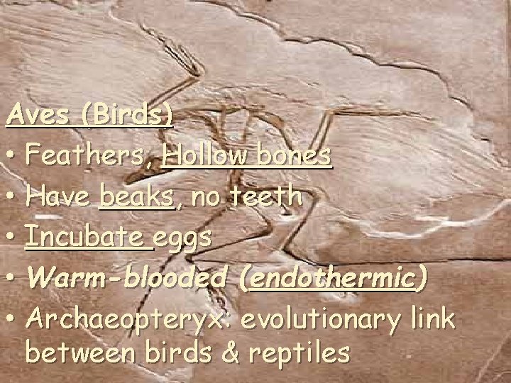 Aves (Birds) • Feathers, Hollow bones • Have beaks, no teeth • Incubate eggs