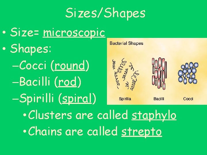 Sizes/Shapes • Size= microscopic • Shapes: –Cocci (round) –Bacilli (rod) –Spirilli (spiral) • Clusters