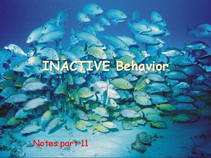 INACTIVE Behavior Notes part 11 