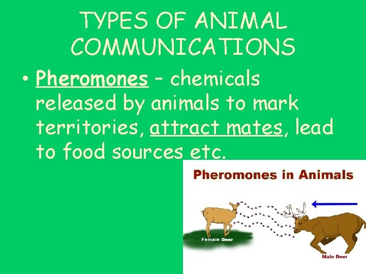 TYPES OF ANIMAL COMMUNICATIONS • Pheromones – chemicals released by animals to mark territories,