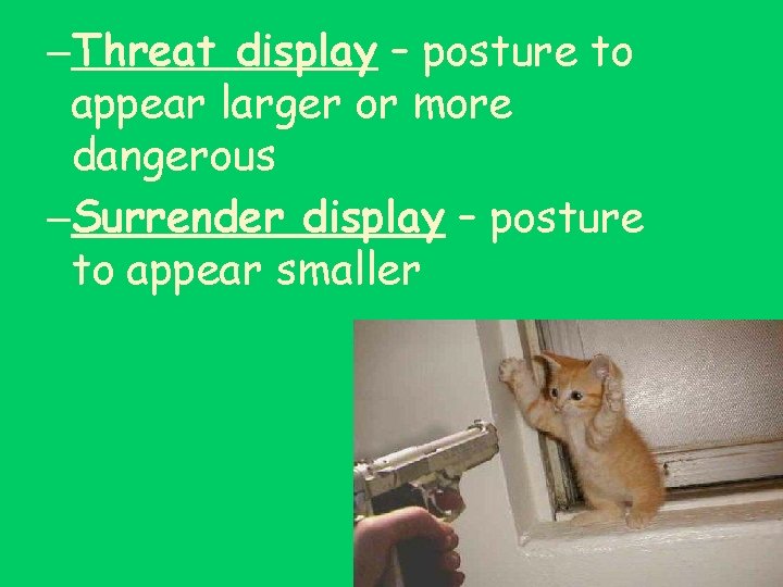 –Threat display – posture to appear larger or more dangerous –Surrender display – posture