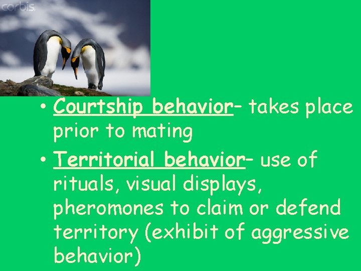  • Courtship behavior– takes place prior to mating • Territorial behavior– use of