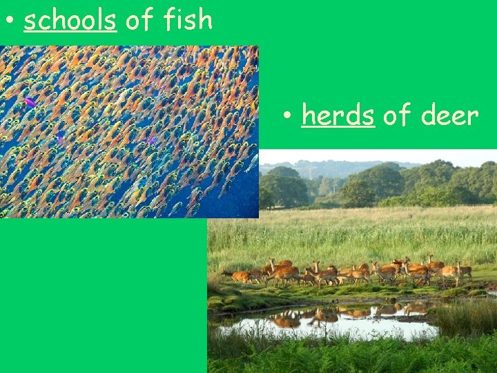  • schools of fish • herds of deer 