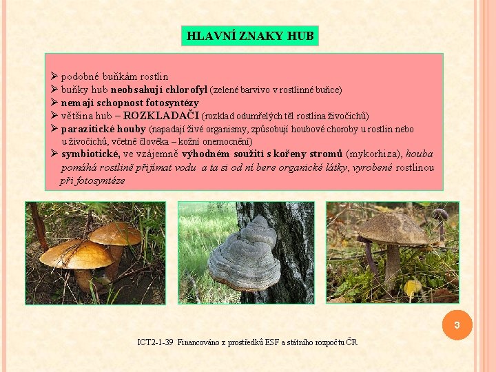 HLAVNÍ ZNAKY HUB Ø podobné buňkám rostlin Ø buňky hub neobsahují chlorofyl (zelené barvivo