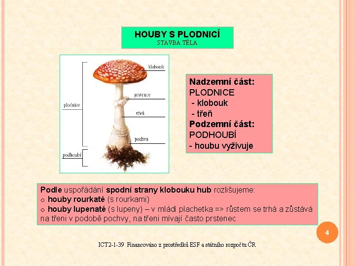 HOUBY S PLODNICÍ STAVBA TĚLA Nadzemní část: PLODNICE - klobouk - třeň Podzemní část: