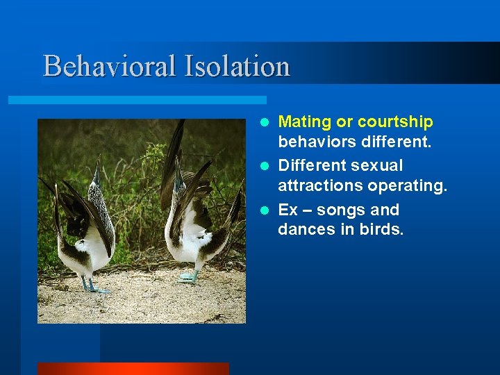 Behavioral Isolation Mating or courtship behaviors different. l Different sexual attractions operating. l Ex