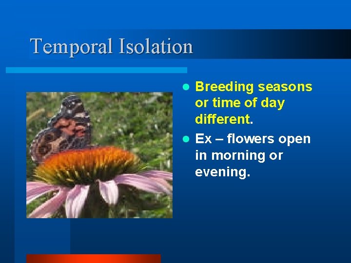 Temporal Isolation Breeding seasons or time of day different. l Ex – flowers open