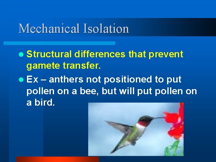 Mechanical Isolation l Structural differences that prevent gamete transfer. l Ex – anthers not