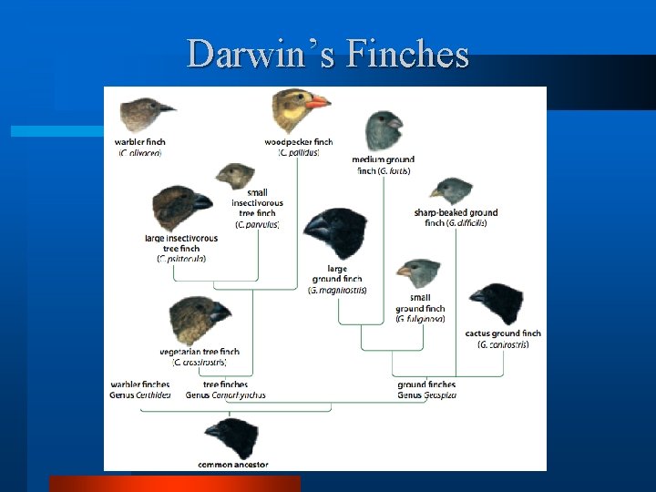 Darwin’s Finches 