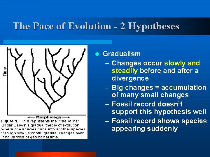 The Pace of Evolution - 2 Hypotheses l Gradualism – Changes occur slowly and