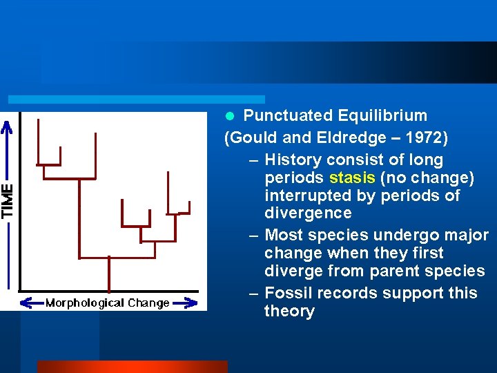 Punctuated Equilibrium (Gould and Eldredge – 1972) – History consist of long periods stasis