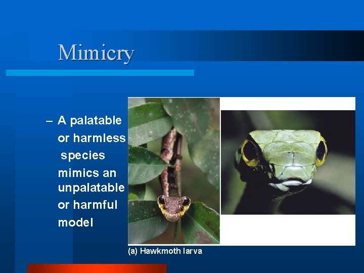 Mimicry – A palatable or harmless species mimics an unpalatable or harmful model (b)