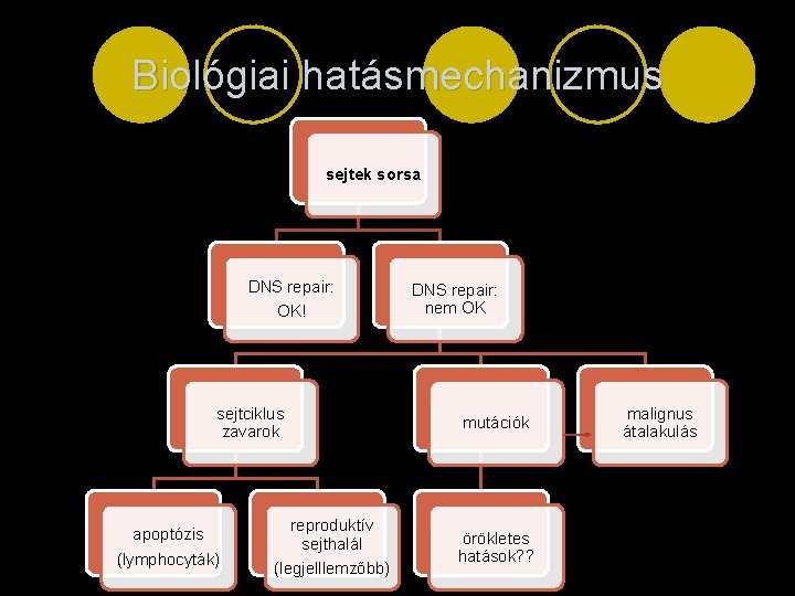 Biológiai hatásmechanizmus sejtek sorsa DNS repair: OK! sejtciklus zavarok apoptózis (lymphocyták) reproduktív sejthalál (legjelllemzőbb)