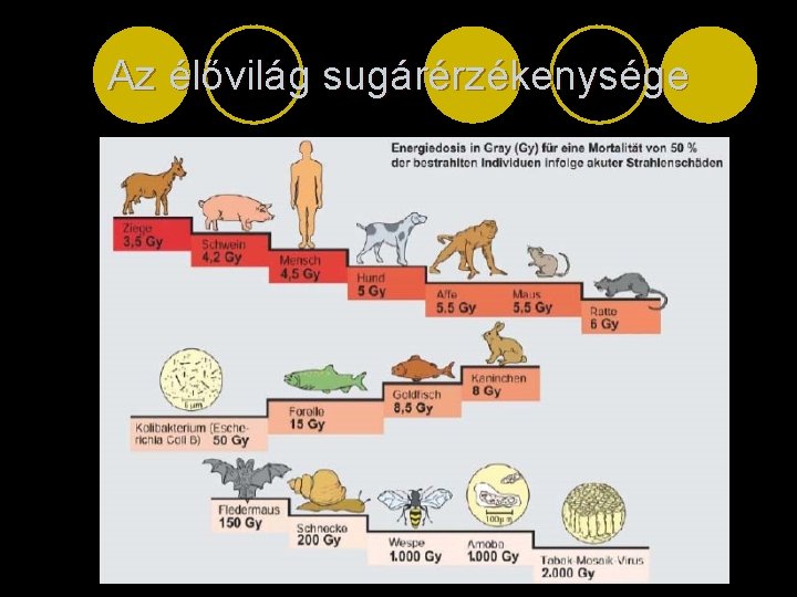 Az élővilág sugárérzékenysége 