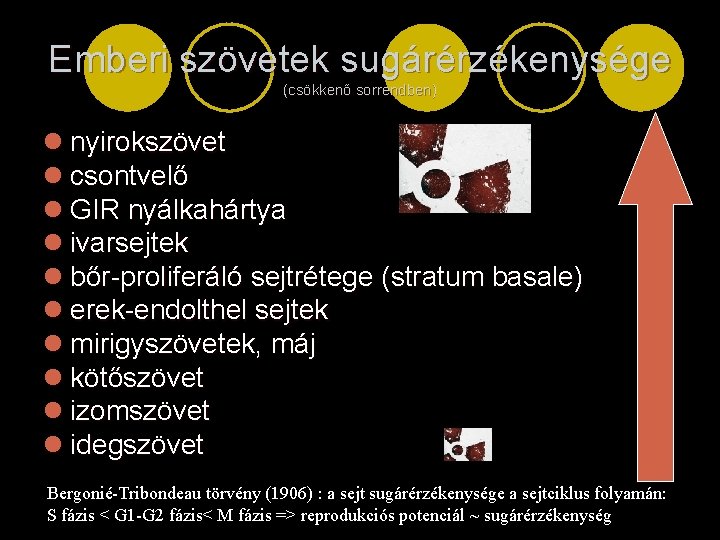 Emberi szövetek sugárérzékenysége (csökkenő sorrendben) l nyirokszövet l csontvelő l GIR nyálkahártya l ivarsejtek