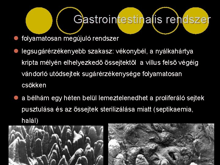 Gastrointestinalis rendszer l folyamatosan megújuló rendszer l legsugárérzékenyebb szakasz: vékonybél, a nyálkahártya kripta mélyén