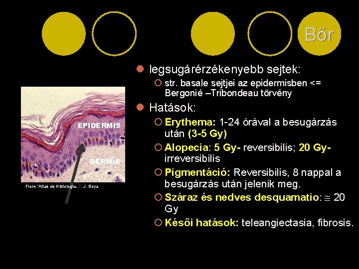 Bőr l legsugárérzékenyebb sejtek: ¡ str. basale sejtjei az epidermisben <= Bergonié –Tribondeau törvény