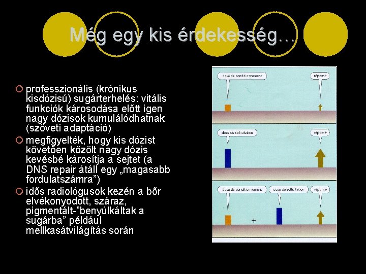 Még egy kis érdekesség… ¡ professzionális (krónikus kisdózisú) sugárterhelés: vitális funkciók károsodása előtt igen