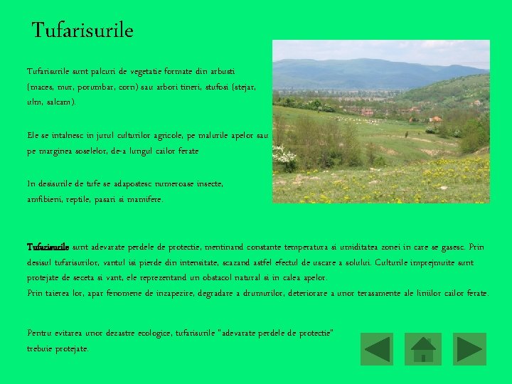 Tufarisurile sunt palcuri de vegetatie formate din arbusti (maces, mur, porumbar, corn) sau arbori