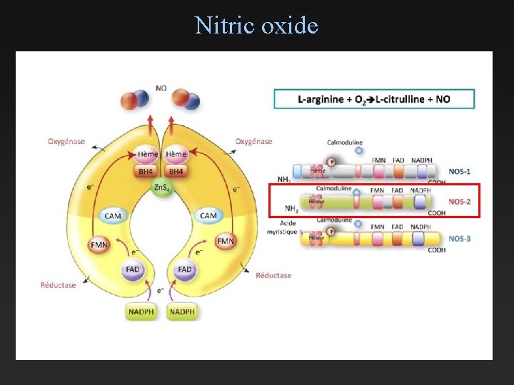 Nitric oxide 