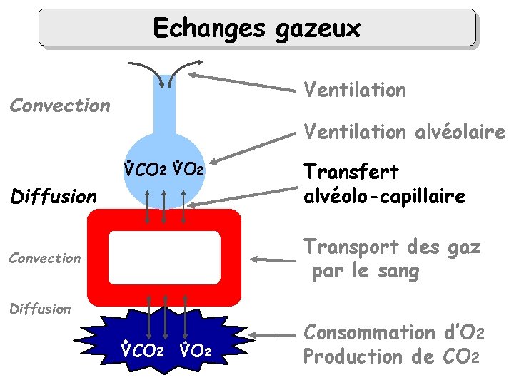 Echanges gazeux Ventilation Convection Ventilation alvéolaire VCO 2 VO 2 alvéole Diffusion Transfert alvéolo-capillaire