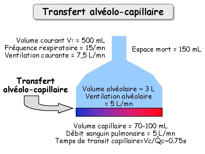 Transfert alvéolo-capillaire Volume courant VT = 500 m. L Fréquence respiratoire = 15/mn Ventilation