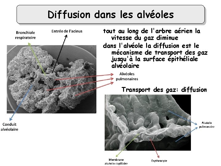 Diffusion dans les alvéoles tout au long de l'arbre aérien la vitesse du gaz