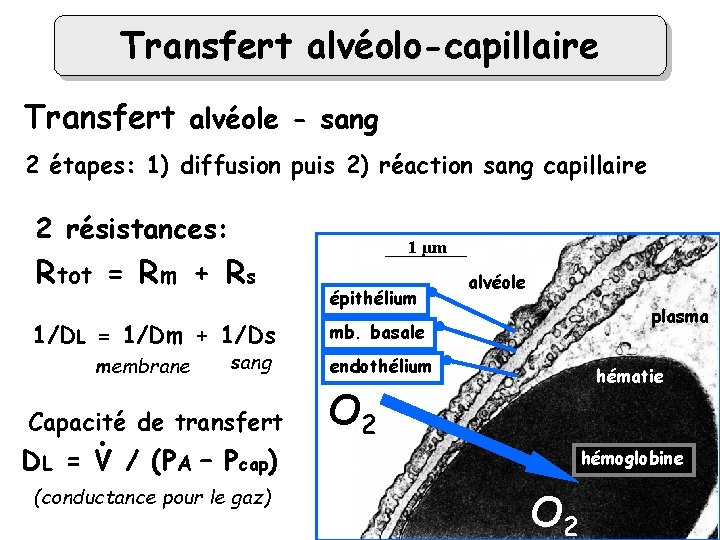 Transfert alvéolo-capillaire Transfert alvéole - sang 2 étapes: 1) diffusion puis 2) réaction sang