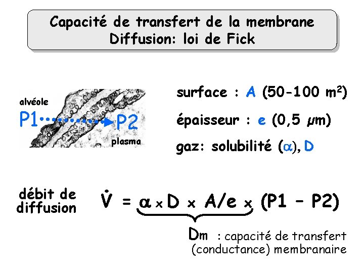 Capacité de transfert de la membrane Diffusion: loi de Fick surface : A (50