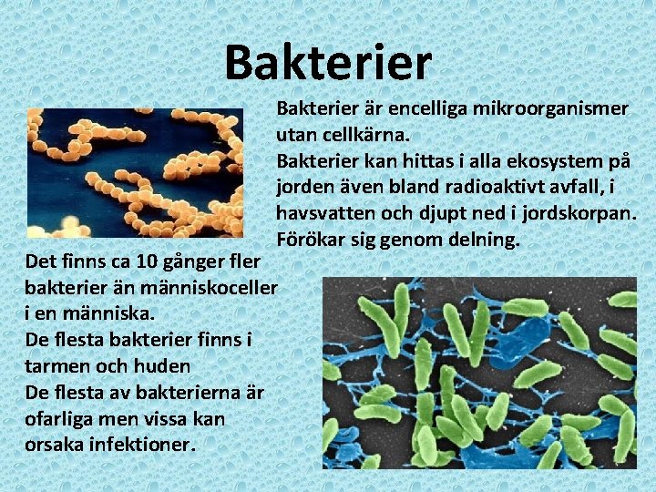 Bakterier är encelliga mikroorganismer utan cellkärna. Bakterier kan hittas i alla ekosystem på jorden