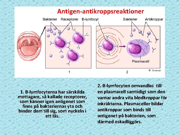 Antigen-antikroppsreaktioner 1. B-lymfocyterna har särskilda mottagare, så kallade receptorer, som känner igen antigenet som