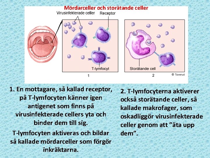 Mördarceller och storätande celler 1. En mottagare, så kallad receptor, på T-lymfocyten känner igen
