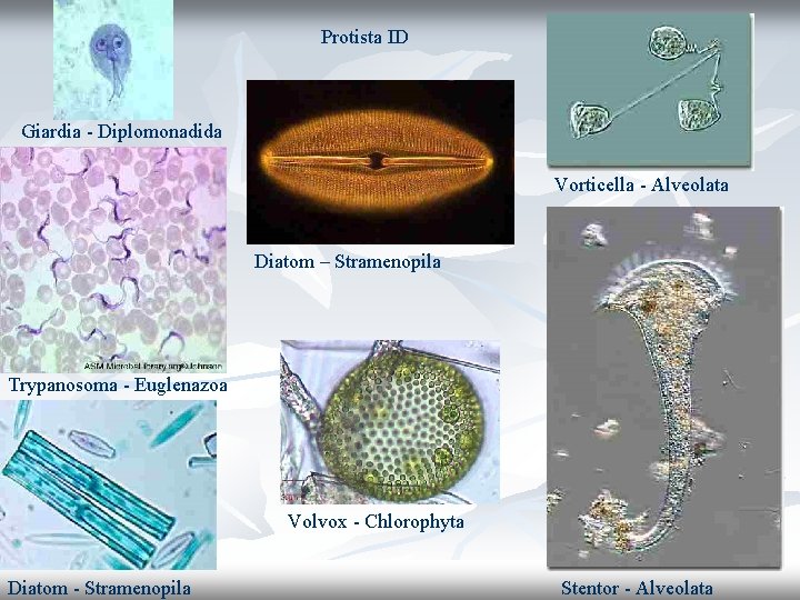 Protista ID Giardia - Diplomonadida Vorticella - Alveolata Diatom – Stramenopila Trypanosoma - Euglenazoa