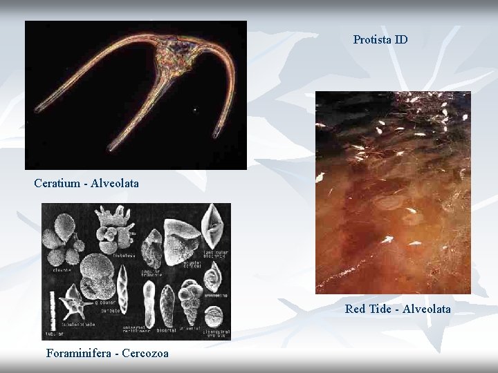 Protista ID Ceratium - Alveolata Red Tide - Alveolata Foraminifera - Cercozoa 