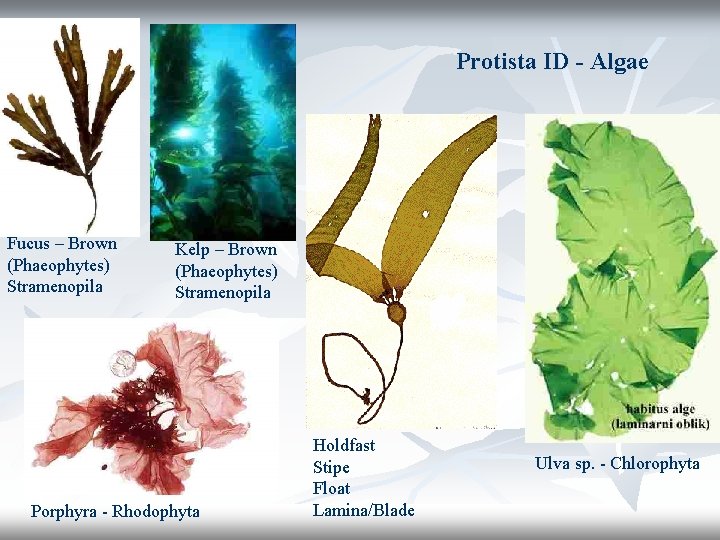 Protista ID - Algae Fucus – Brown (Phaeophytes) Stramenopila Kelp – Brown (Phaeophytes) Stramenopila