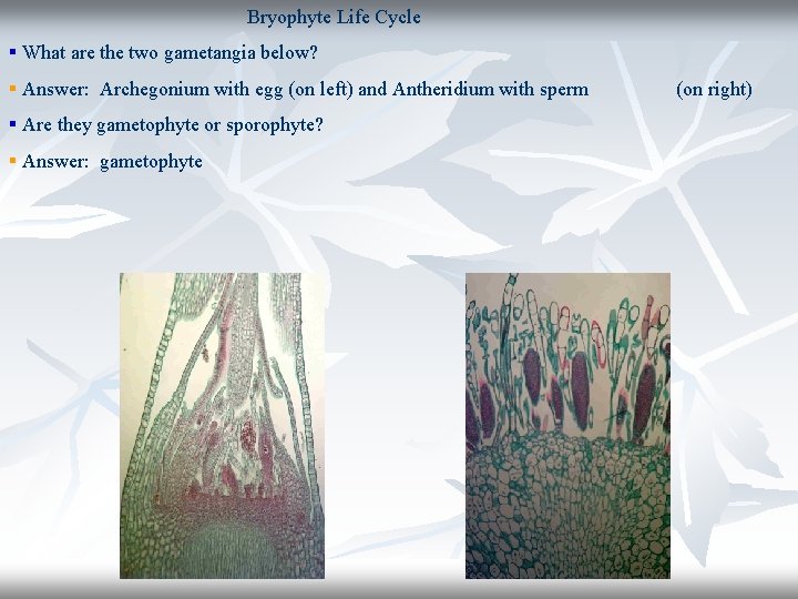 Bryophyte Life Cycle § What are the two gametangia below? § Answer: Archegonium with