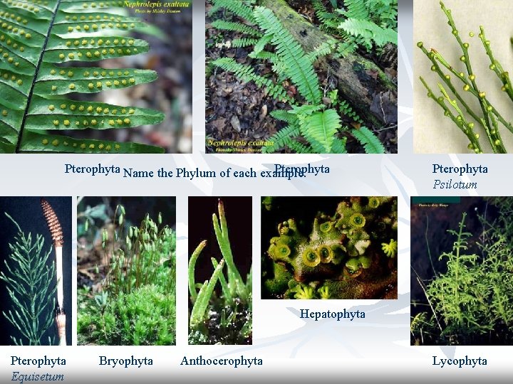 Pterophyta Name the Phylum of each example. Pterophyta Psilotum Hepatophyta Pterophyta Equisetum Bryophyta Anthocerophyta