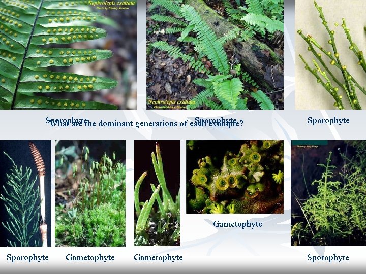 Sporophyte What are the dominant generations of each example? Sporophyte Gametophyte Sporophyte 