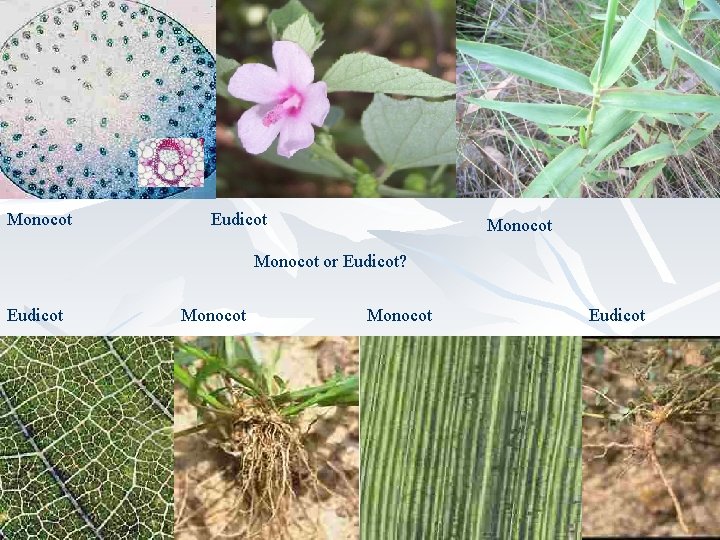 Monocot Eudicot Monocot or Eudicot? Eudicot Monocot Eudicot 