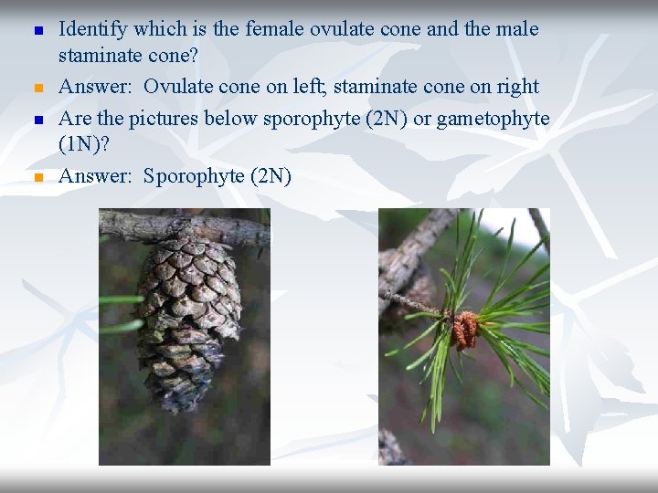 n n Identify which is the female ovulate cone and the male staminate cone?