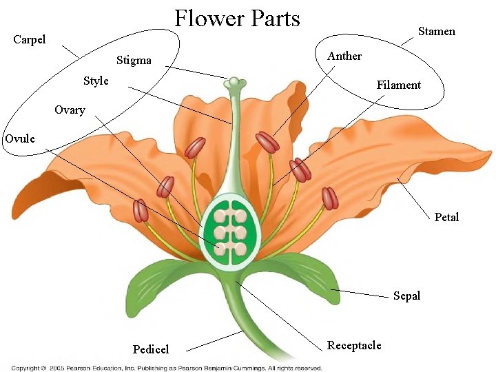 Flower Parts Stamen Carpel Stigma Style Anther Filament Ovary Ovule Petal Sepal Pedicel Receptacle