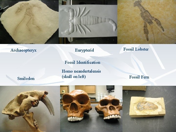 Archaeopteryx Eurypterid Fossil Lobster Fossil Identification Smilodon Homo neandertalensis (skull on left) Fossil Fern