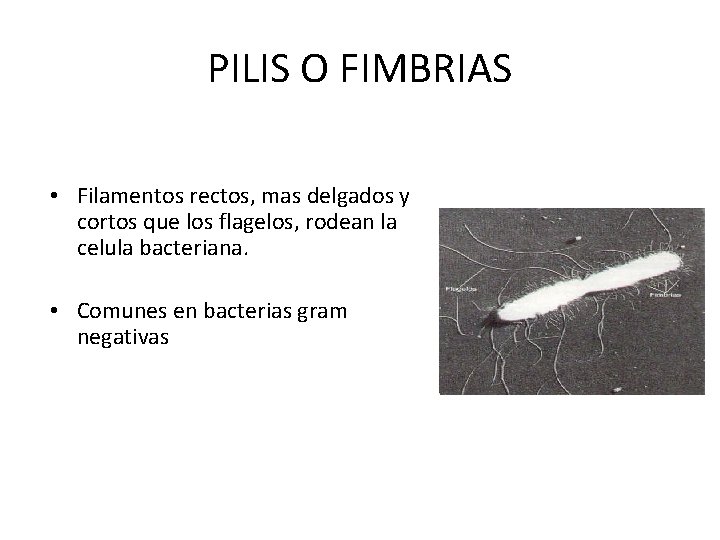 PILIS O FIMBRIAS • Filamentos rectos, mas delgados y cortos que los flagelos, rodean